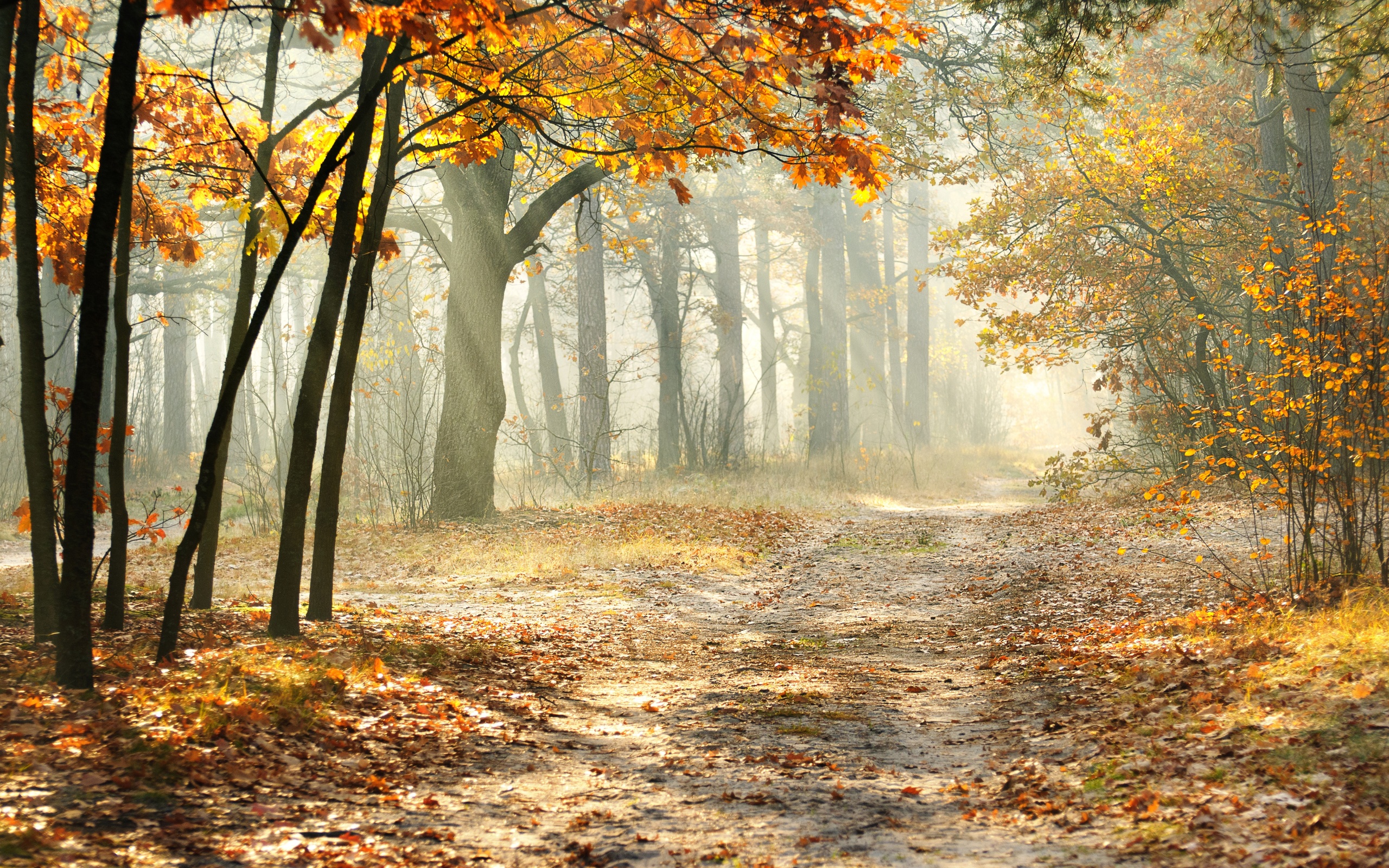 2560x1600 autumn, beautiful, landscape, leaves, morning, nature, road, trees. Mocah HD Wallpaper