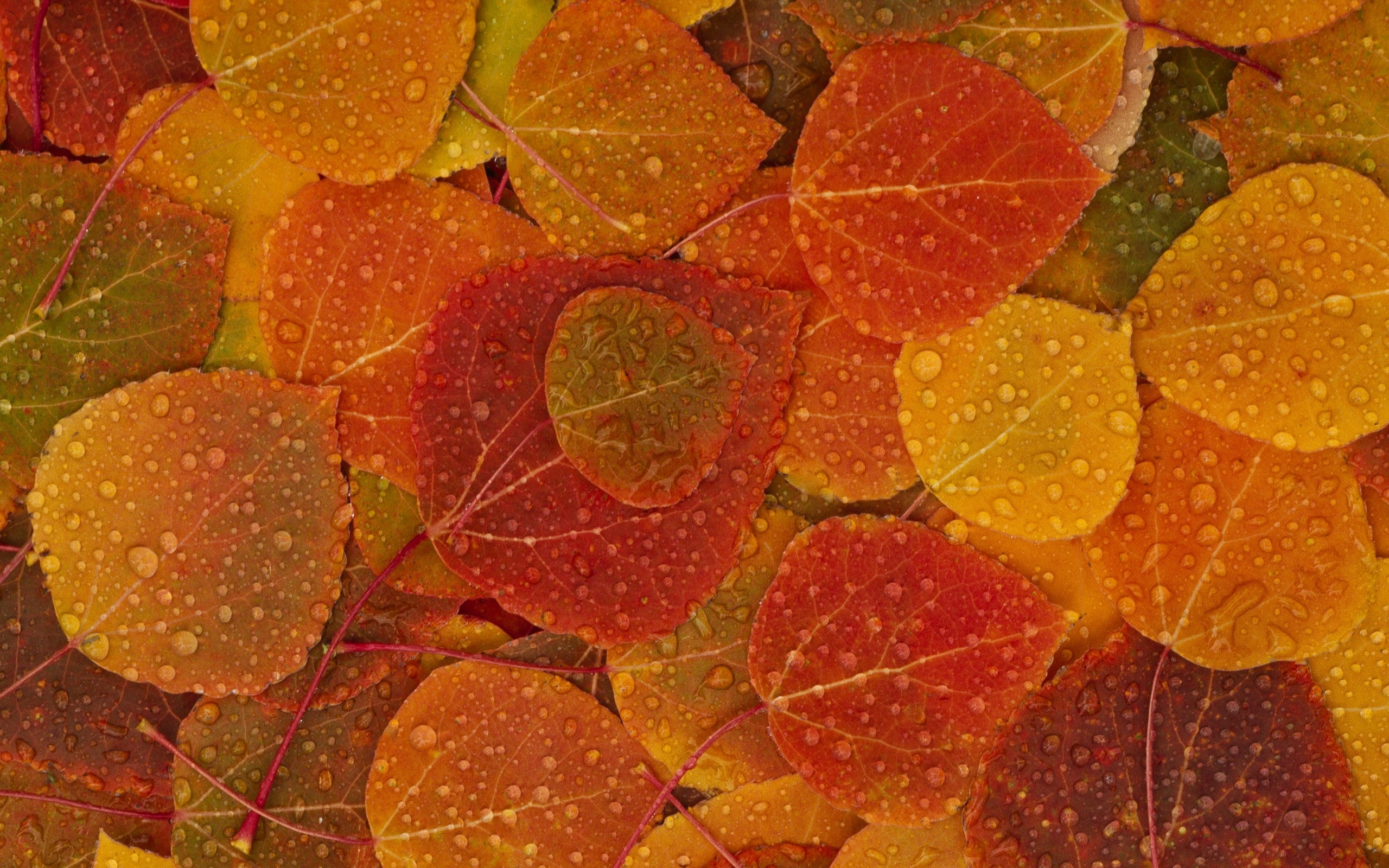 nature autumn season leaves background 2560x1600 wallpaper