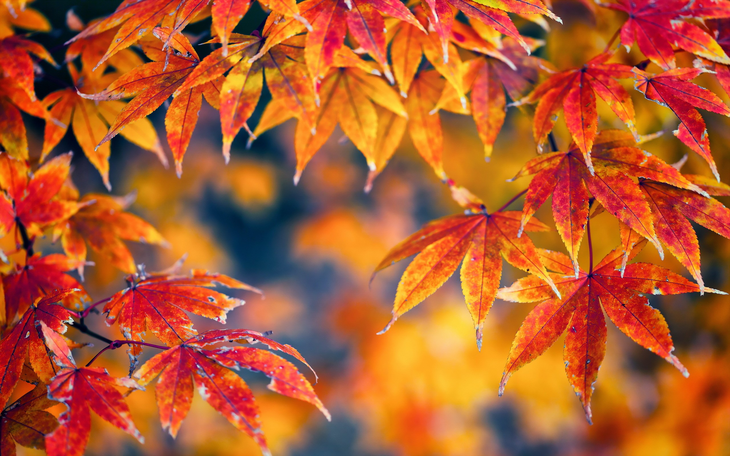 Autumn, Foliage HD Wallpaper