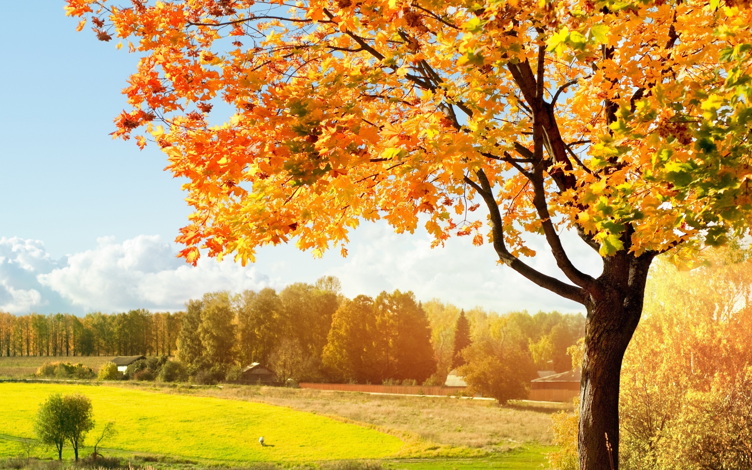 Wallpaper, field, grass, autumn, leaves, trees 2560x1600