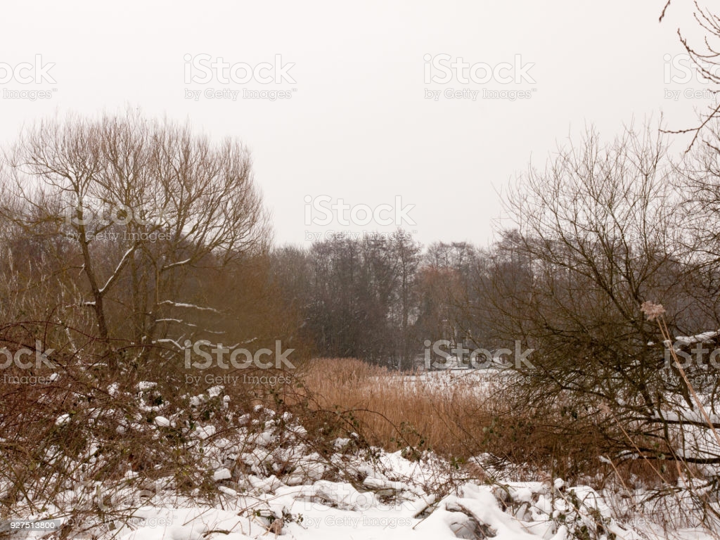 Winter Outside Wood Scene Lake Frozen Snow White Sky Trees Bare Image Now