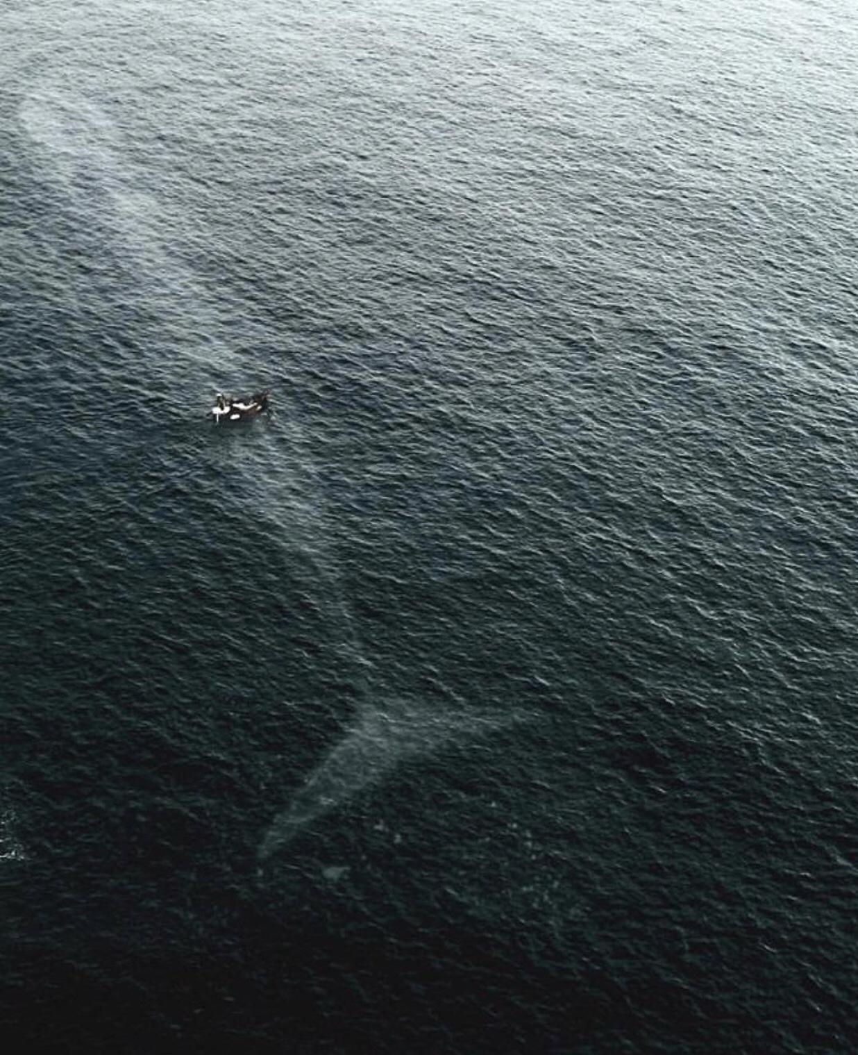 What is the scariest real picture of the ocean or anything in it?
