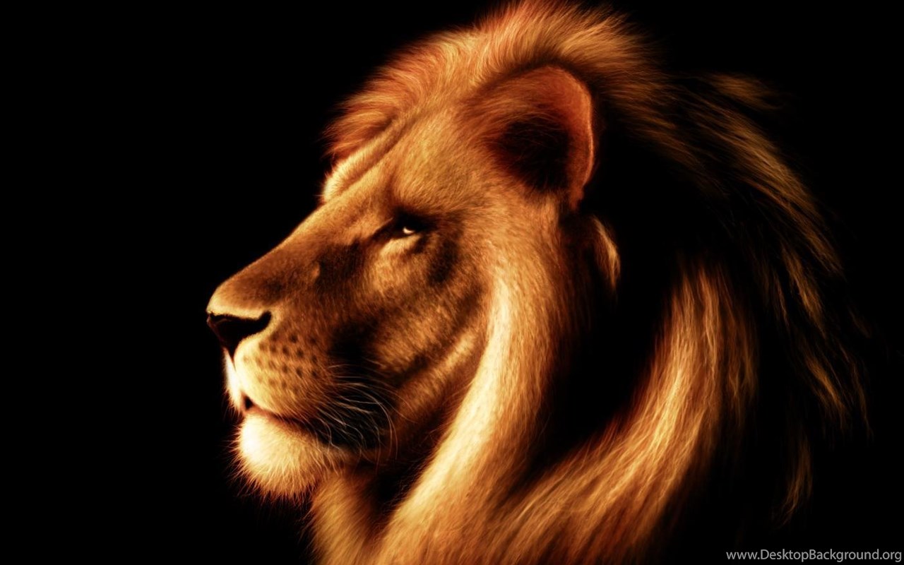 LEO THE LION WALLPAPER Desktop Background