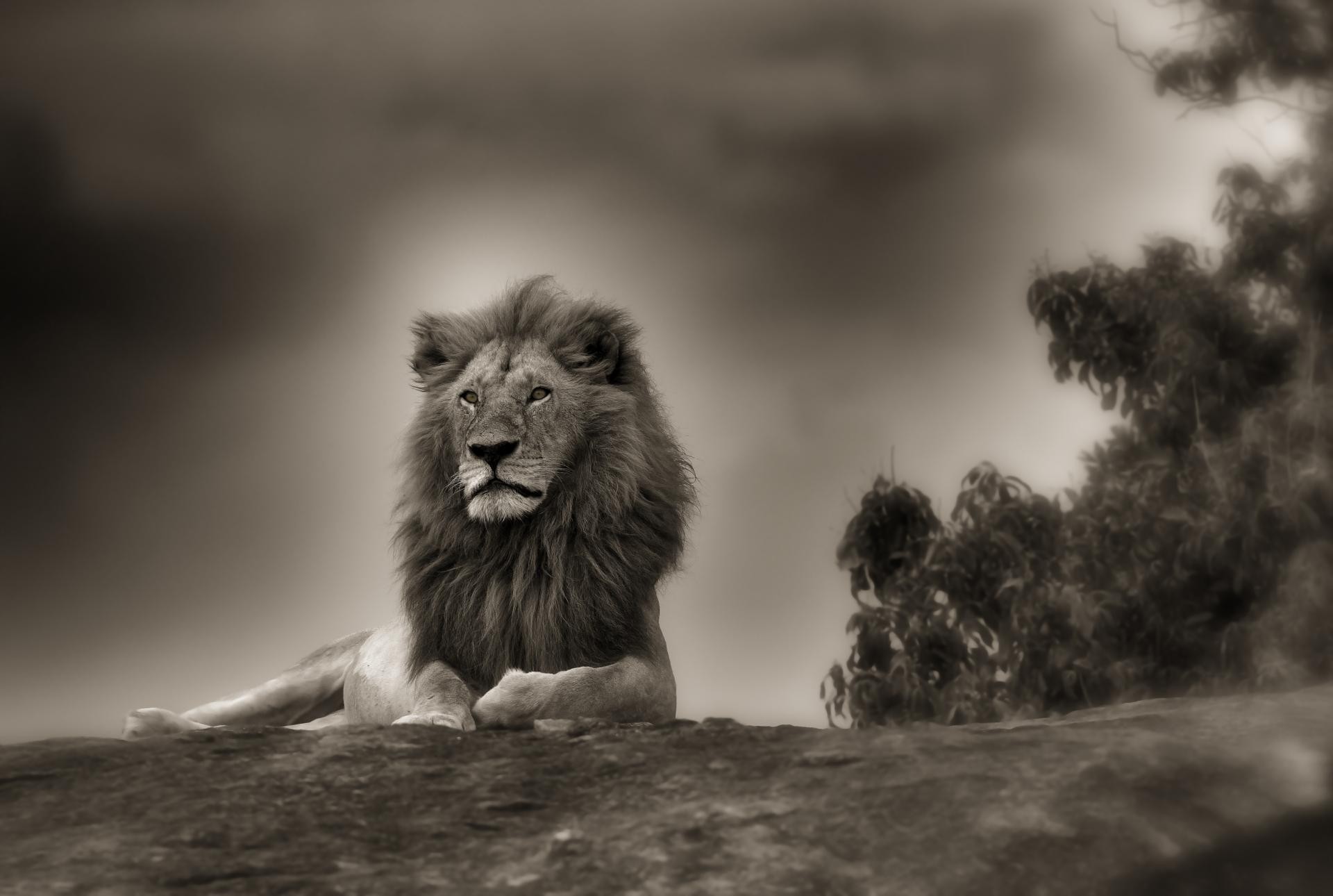 Lion Wallpaper Cover Pic For Facebook