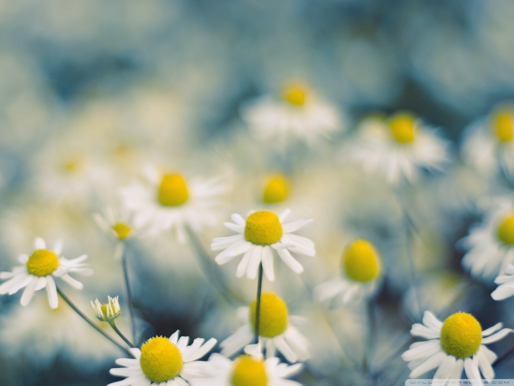 Amazing Picture And Videos: Best HD Natural Wallpaper Ever Definition Wallpaper