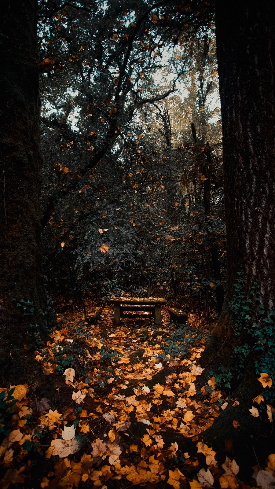 Nature Wallpaper Natural Wallpaper Free Download