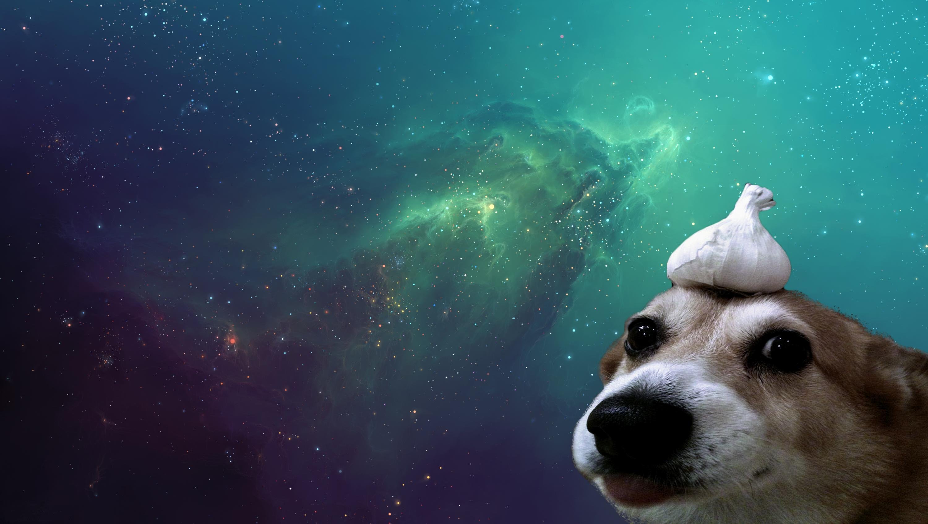 I Liked Garlic Dog so Much I Decided to Make My Own Version of the HD wallpaper