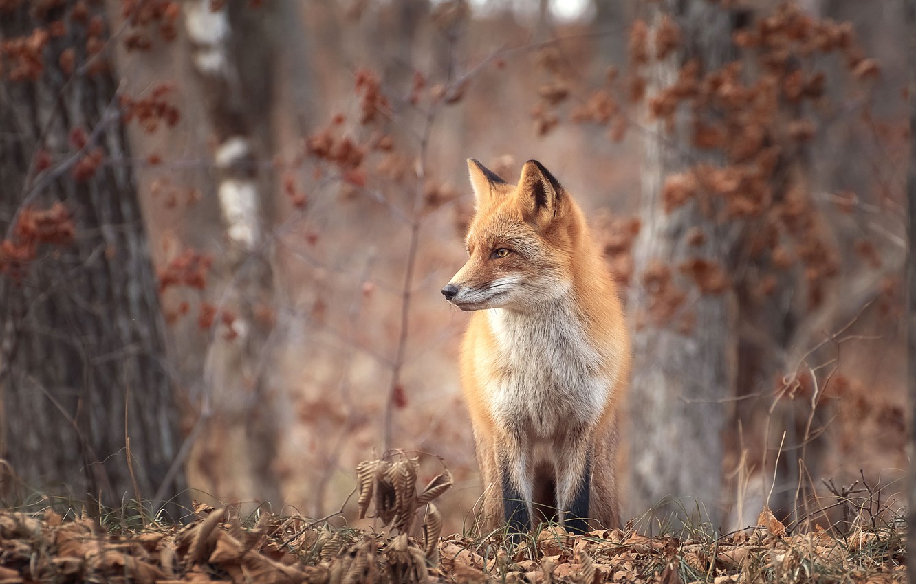 Wallpaper autumn, forest, grass, trees, nature, animal, foliage, Fox, Fox image for desktop, section животные