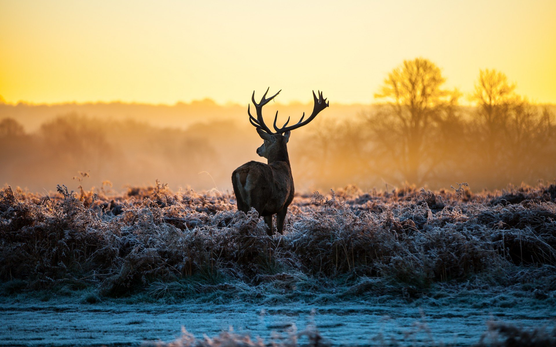 animals, Deer, Sunrise, Sunset, Landscapes, Nature, Autumn, Fall, Frost Wallpaper HD / Desktop and Mobile Background