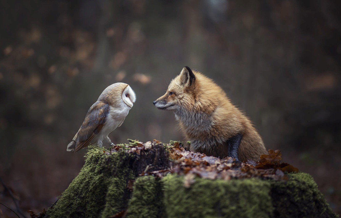 Wallpaper autumn, forest, nature, animal, owl, bird, foliage, stump, Fox, Fox image for desktop, section животные