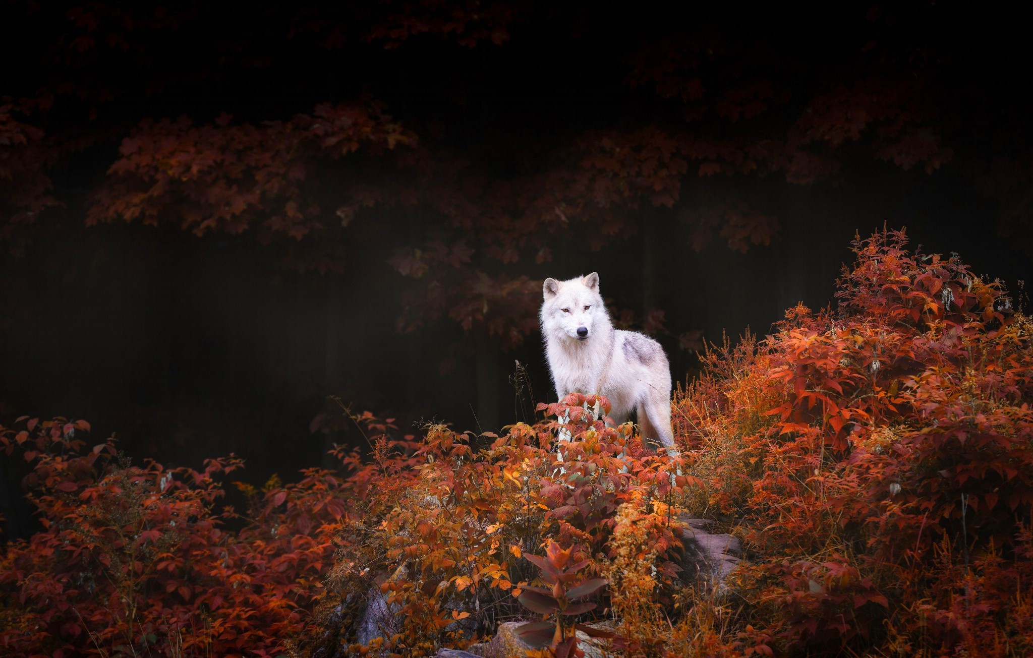 nature animals wildlife wolf trees forest leaves fall rock wallpaper Gallery HD Wallpaper