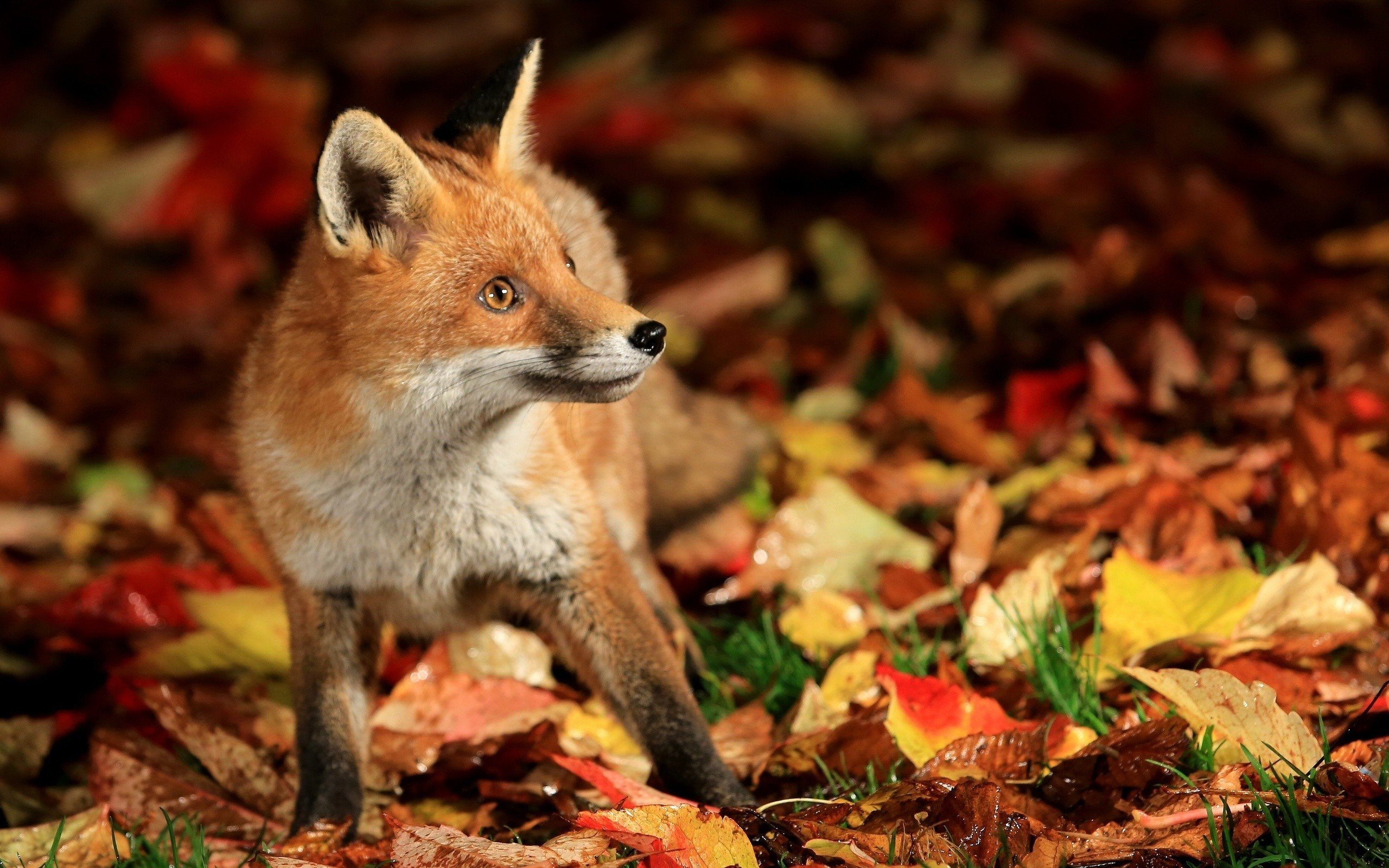 fox animals fall nature leaves wallpaper
