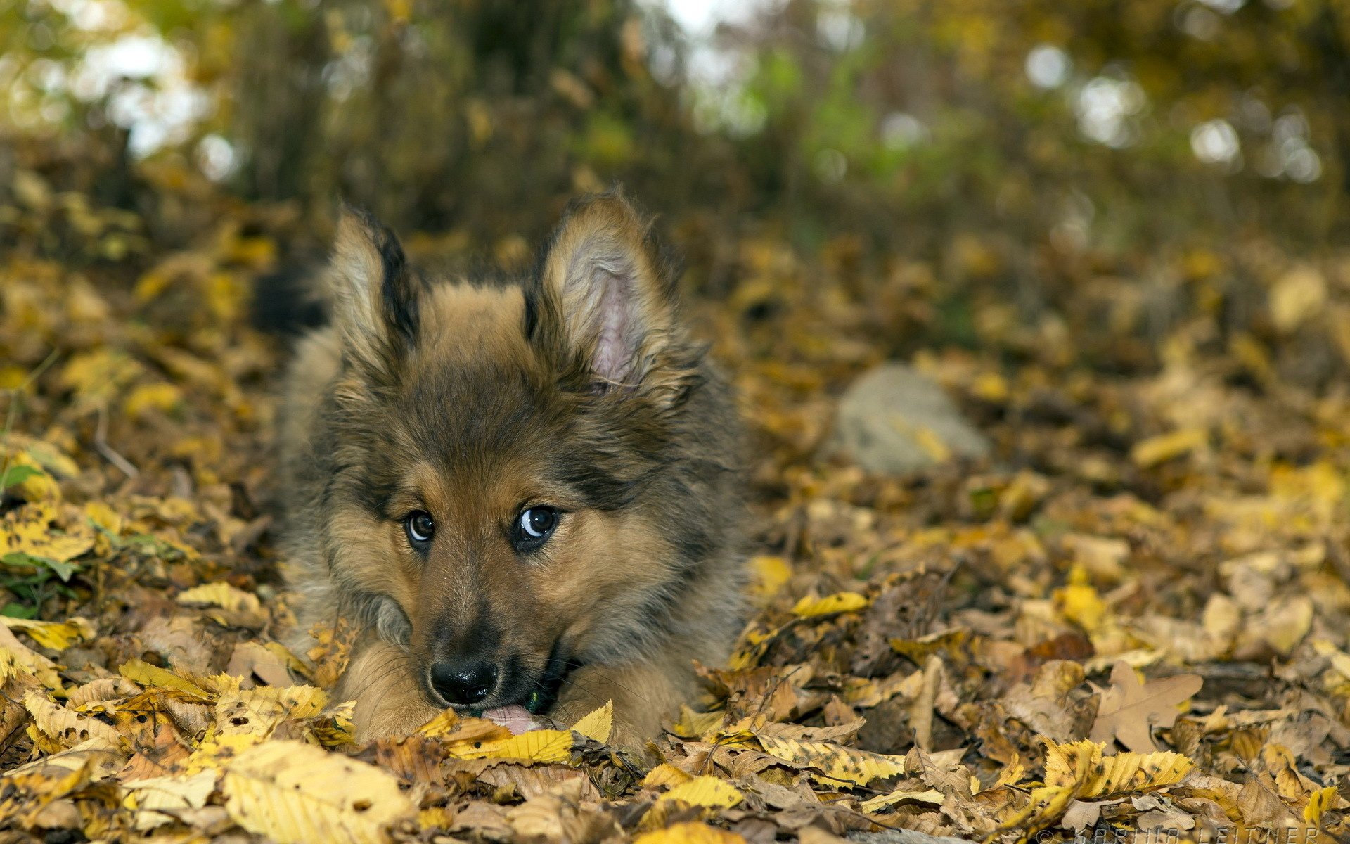 dog, Puppy, Leaves, Nature, Animals, Baby, Autumn Wallpaper HD / Desktop and Mobile Background