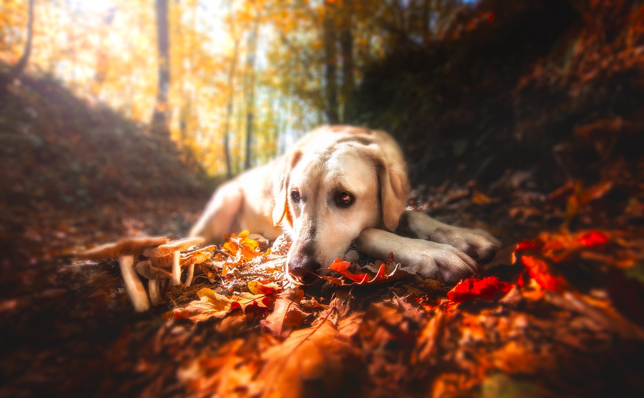 Wallpaper / fall, leaves, forest, nature, dog, animals