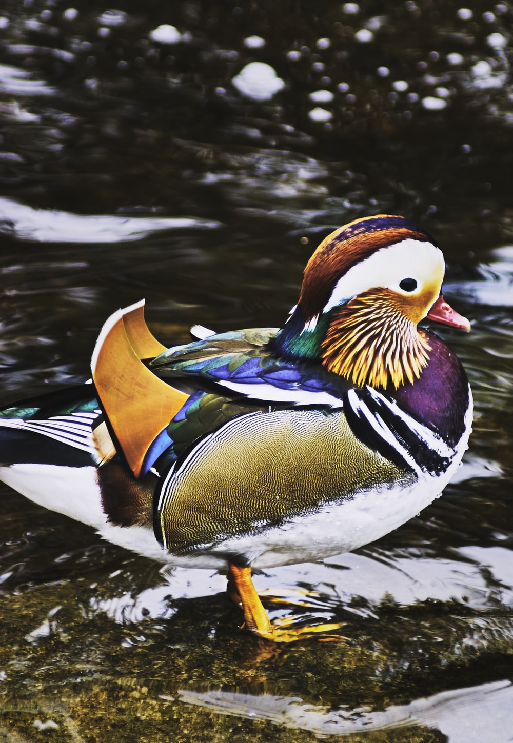 Mandarin Duck Picture. Download Free Image