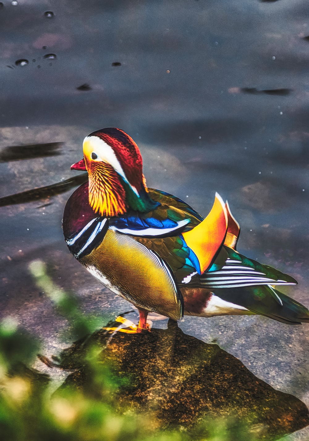 mandarin duck free image | Peakpx, image size:1000x1429