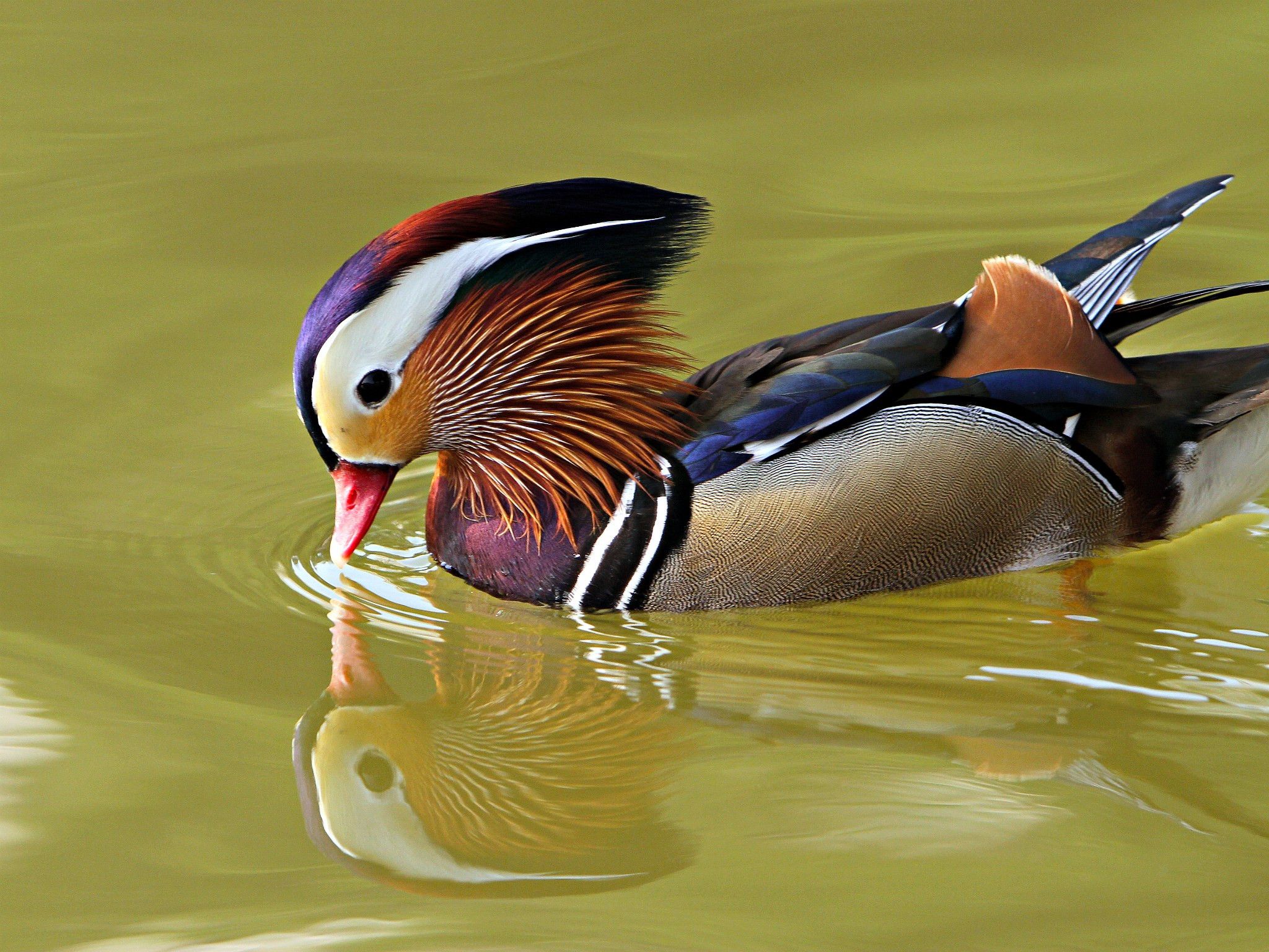 Mandarin Duck Wallpapers - Wallpaper Cave