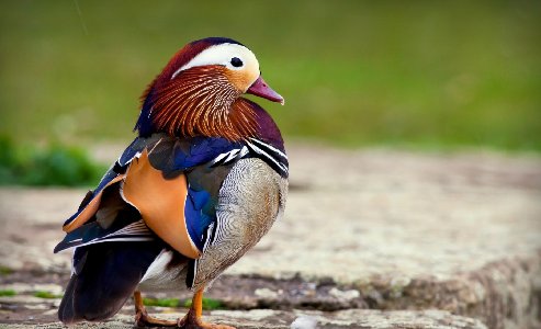 Close Up Birds Ducks Mandarin Duck Desktop Background Wallpaper