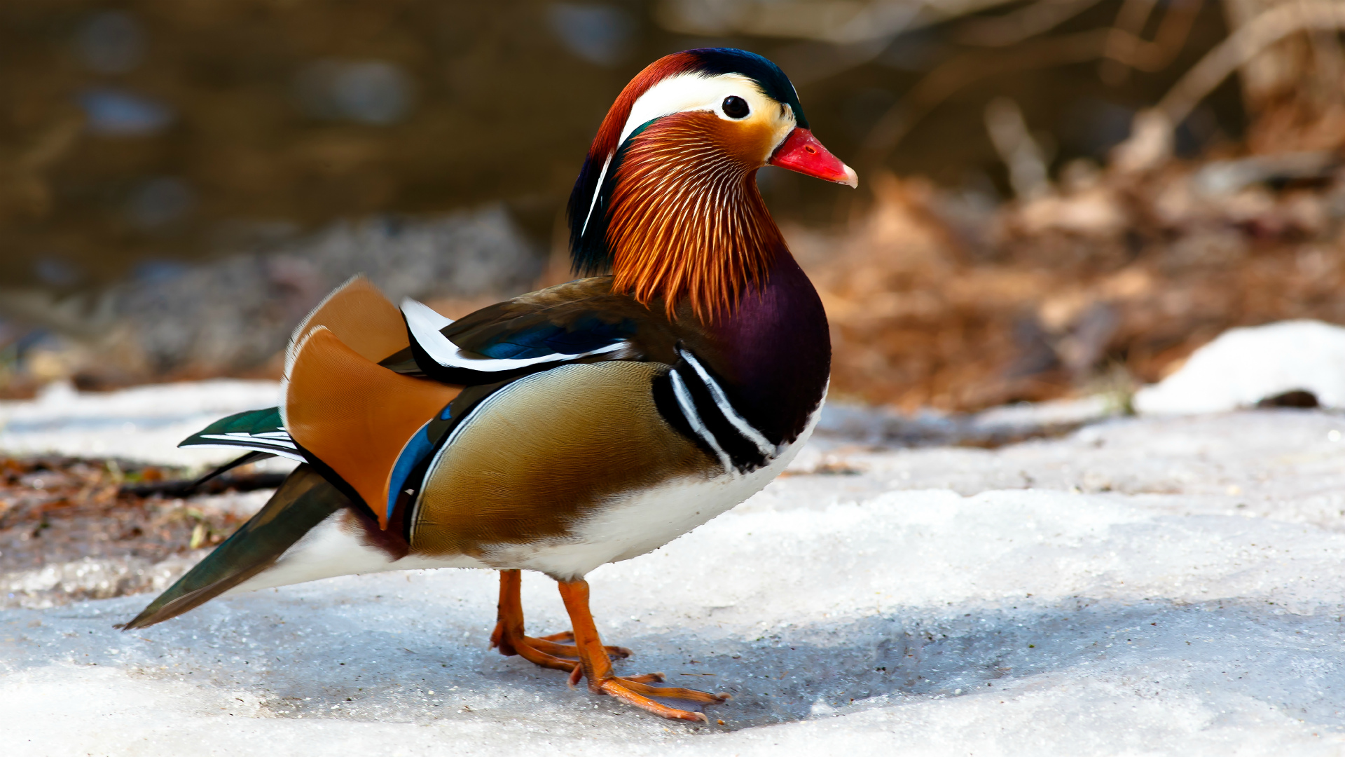 Mandarin Duck HD Wallpaper