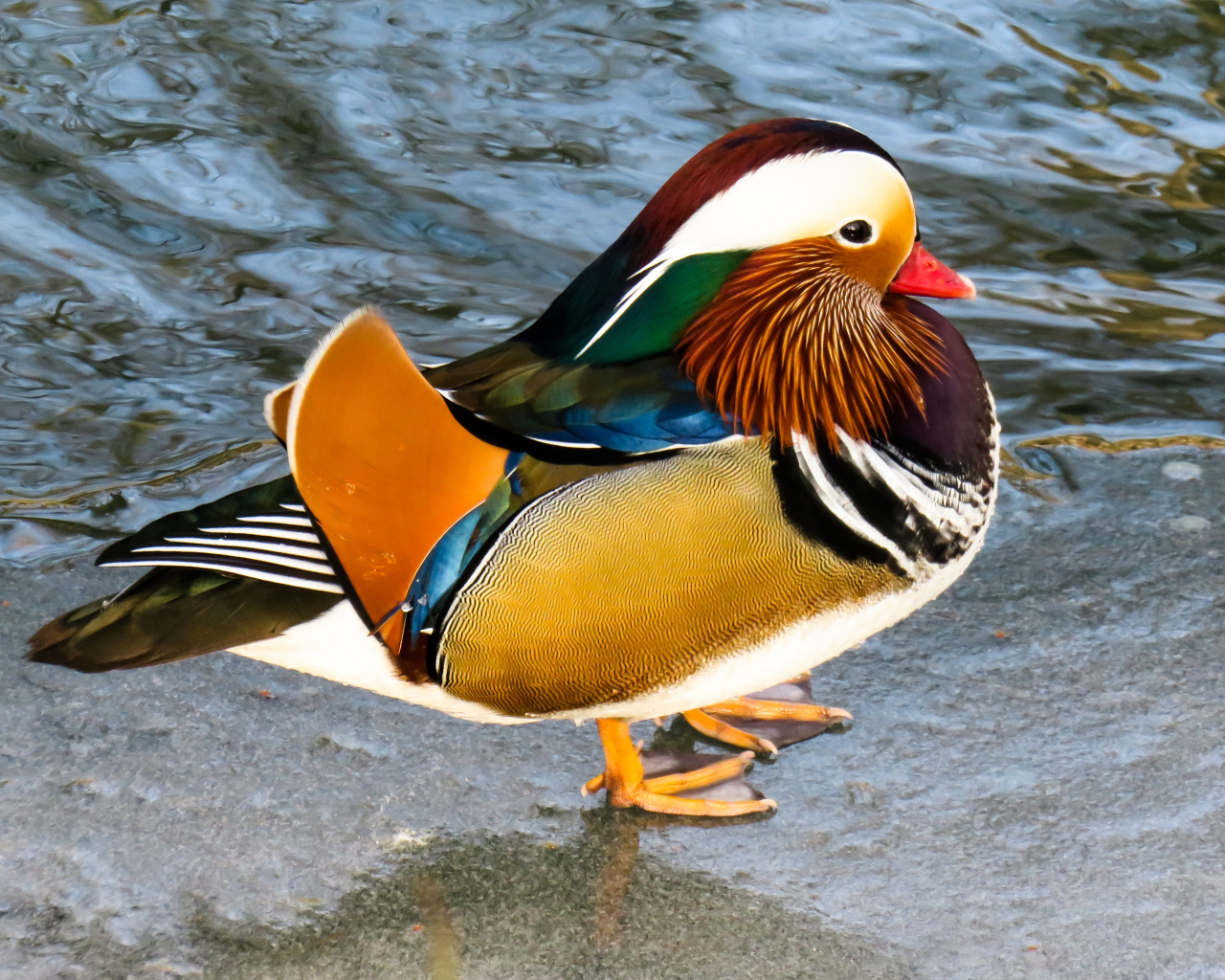 Desktop Wallpaper Animal, Duck, Mandarin Duck, Colorful, HD Image, Picture, Background, Qfakxa