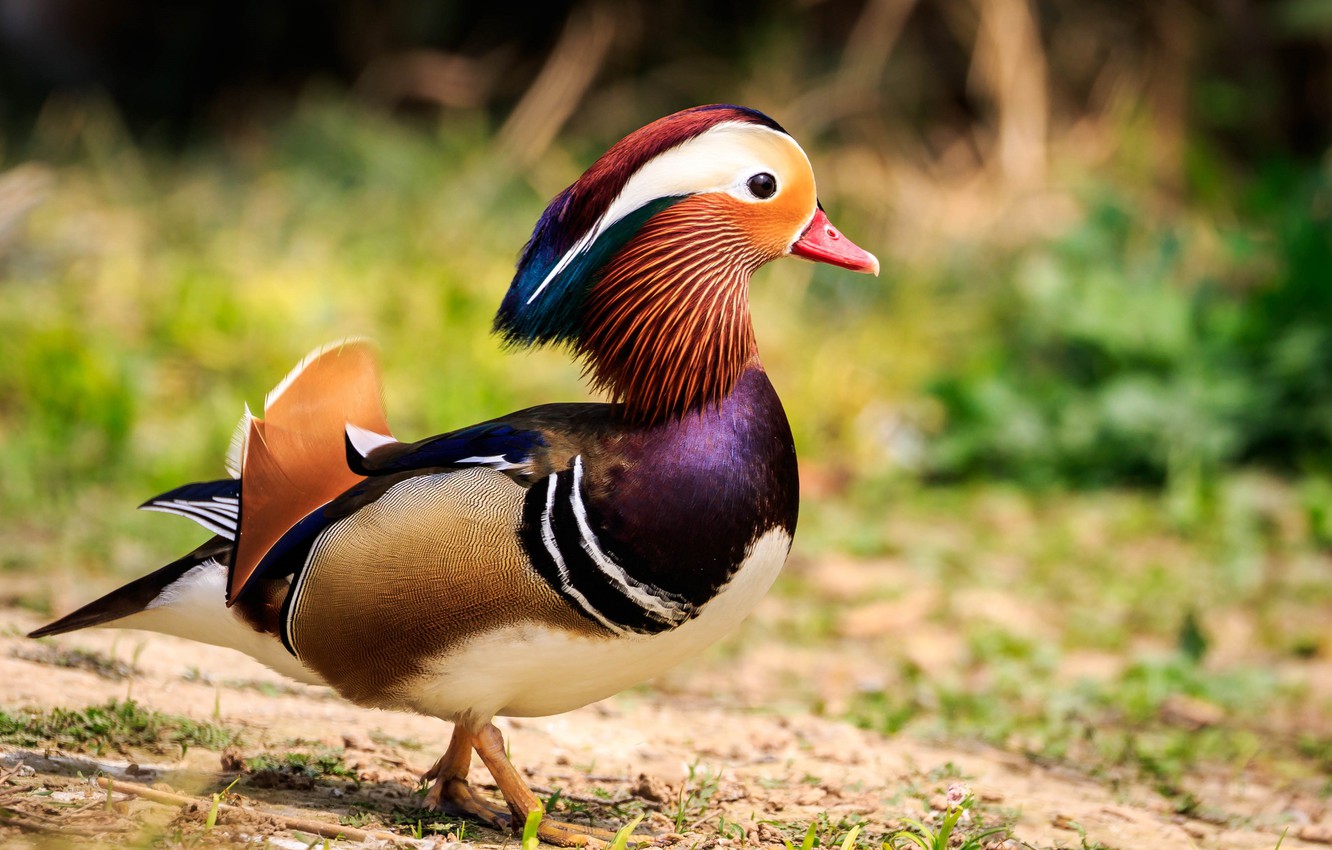 Mandarin Duck Wallpapers - Wallpaper Cave