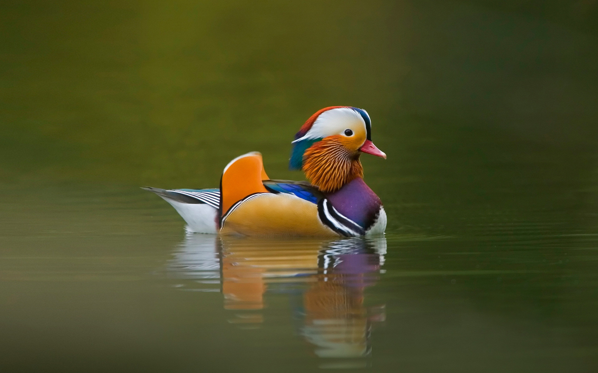 Mandarin Duck: wallpaper
