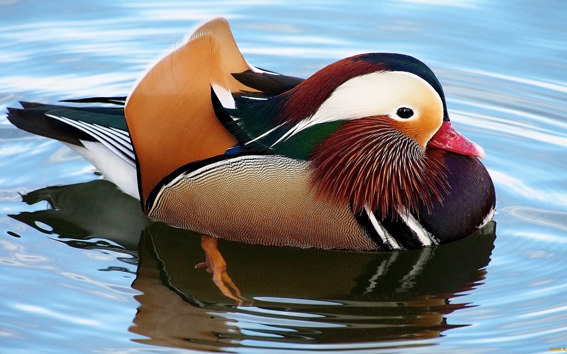 mandarin duck HD wallpaper, Background