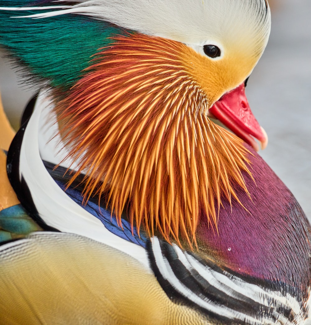 Mandarin Duck Picture. Download Free Image