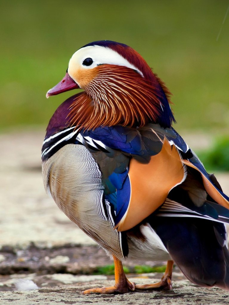 Free download on July 22 2015 By admin Comments Off on Mandarin Duck HD Wallpaper [1024x1024] for your Desktop, Mobile & Tablet. Explore Mandarin Wallpaper. Wallpaper Stores in Jacksonville