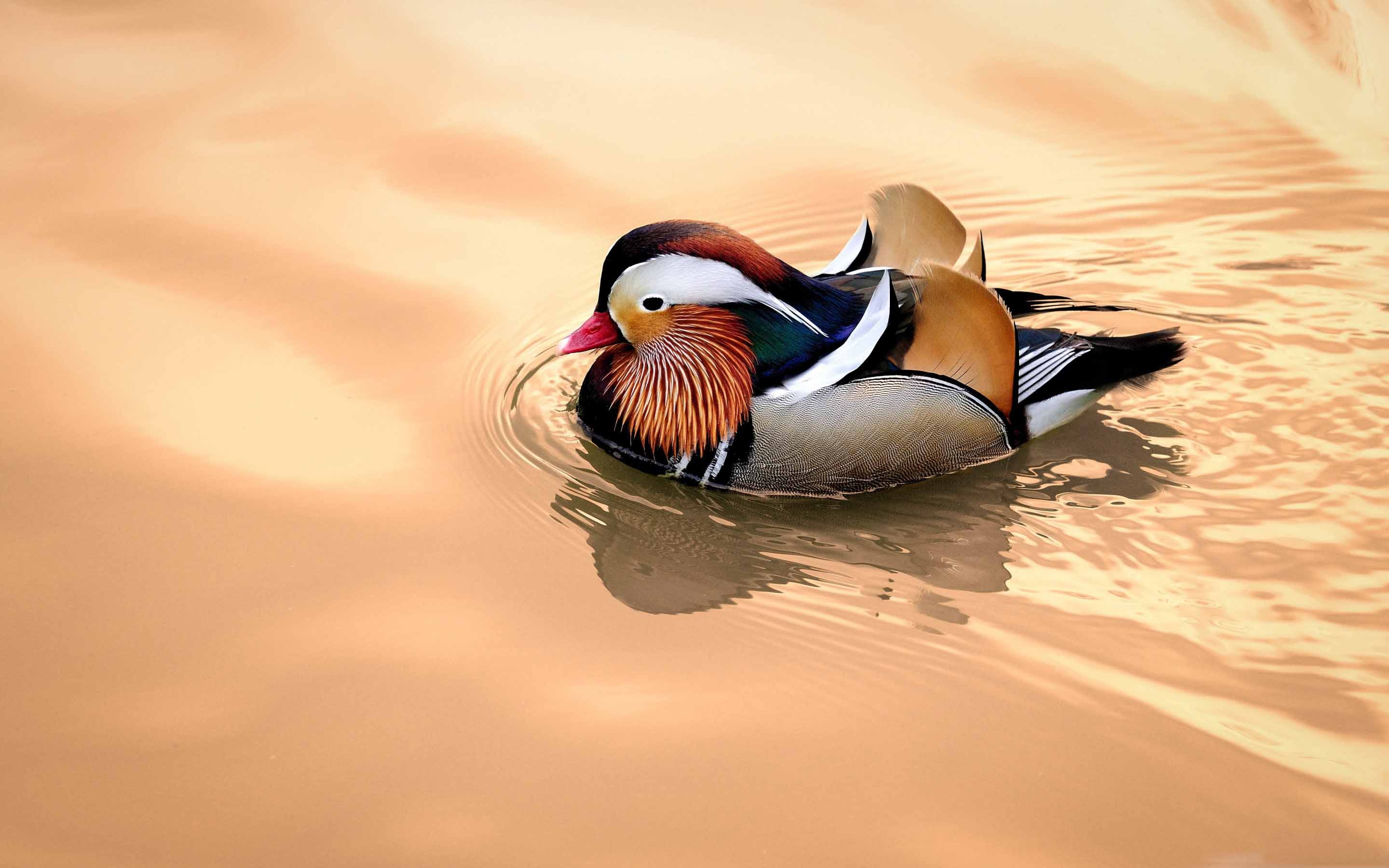 Mandarin Duck Mac Wallpaper Download