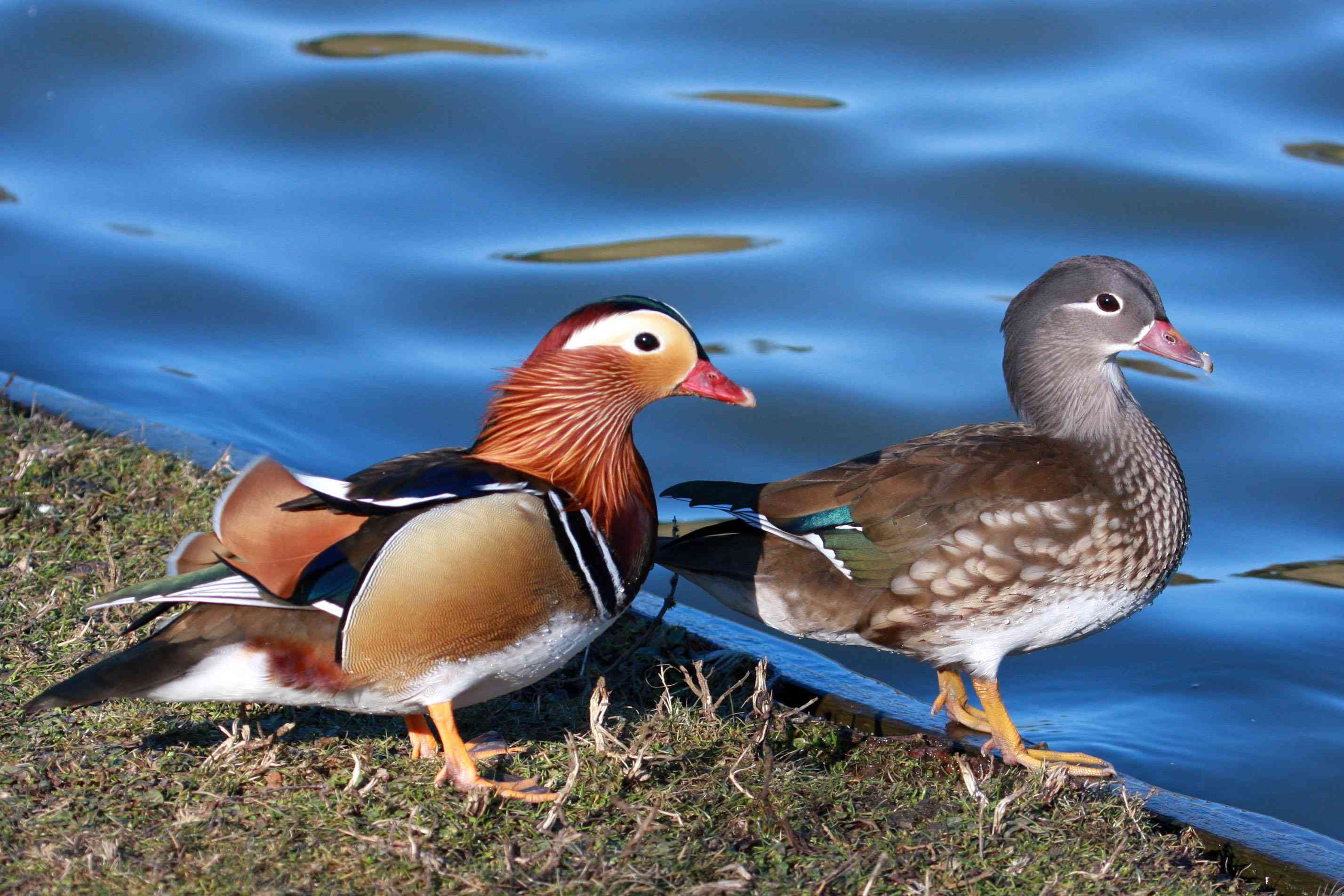 Colorful Facts About Mandarin Ducks