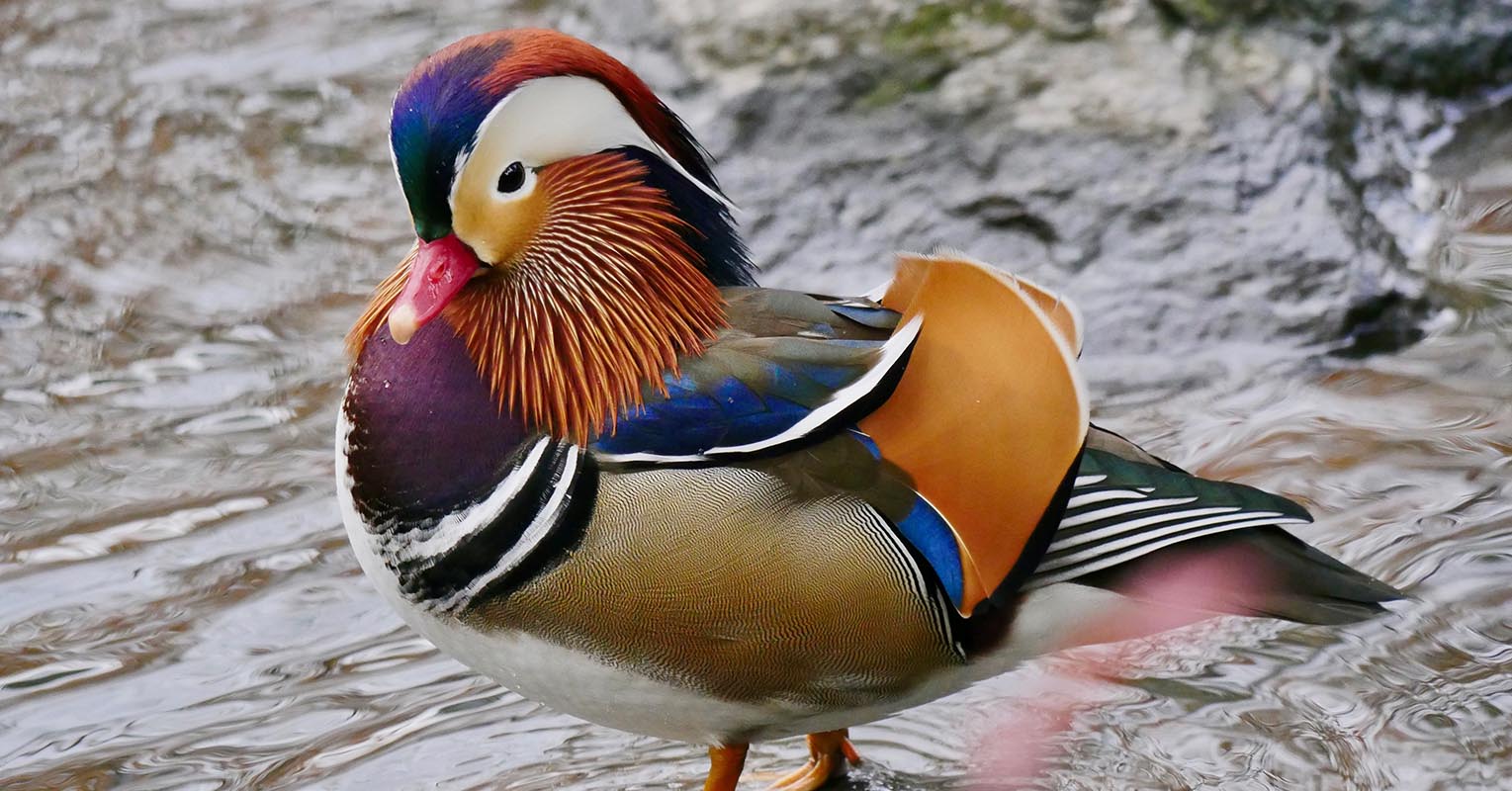 Beautiful Photo of the Mysterious Mandarin Duck of Central Park New York