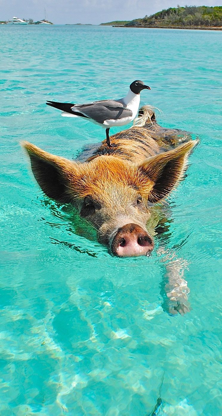 pig #water #wallpaper #background #iphone. Pig island, Animals, Caribbean travel