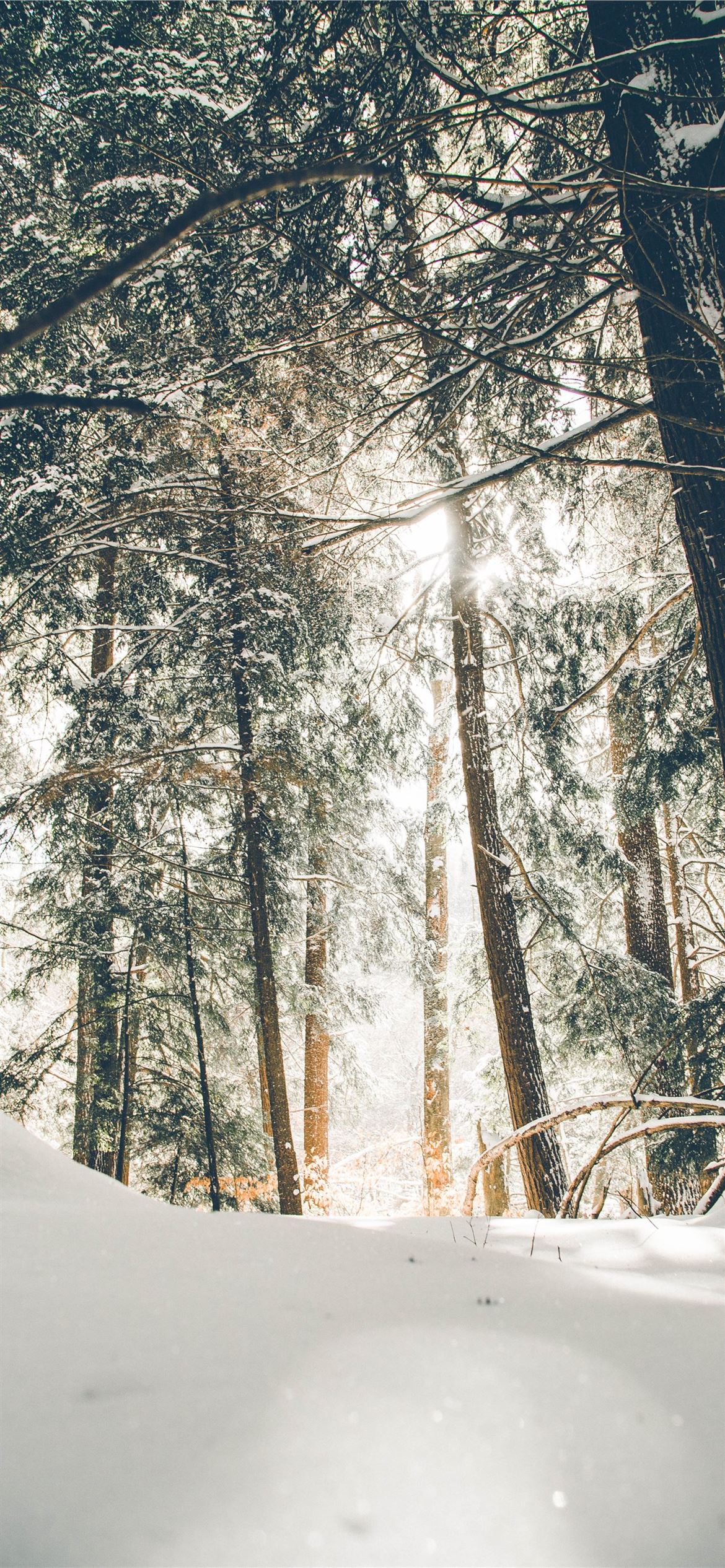 trees covered with snow during daytime iPhone 12 Wallpaper Free Download