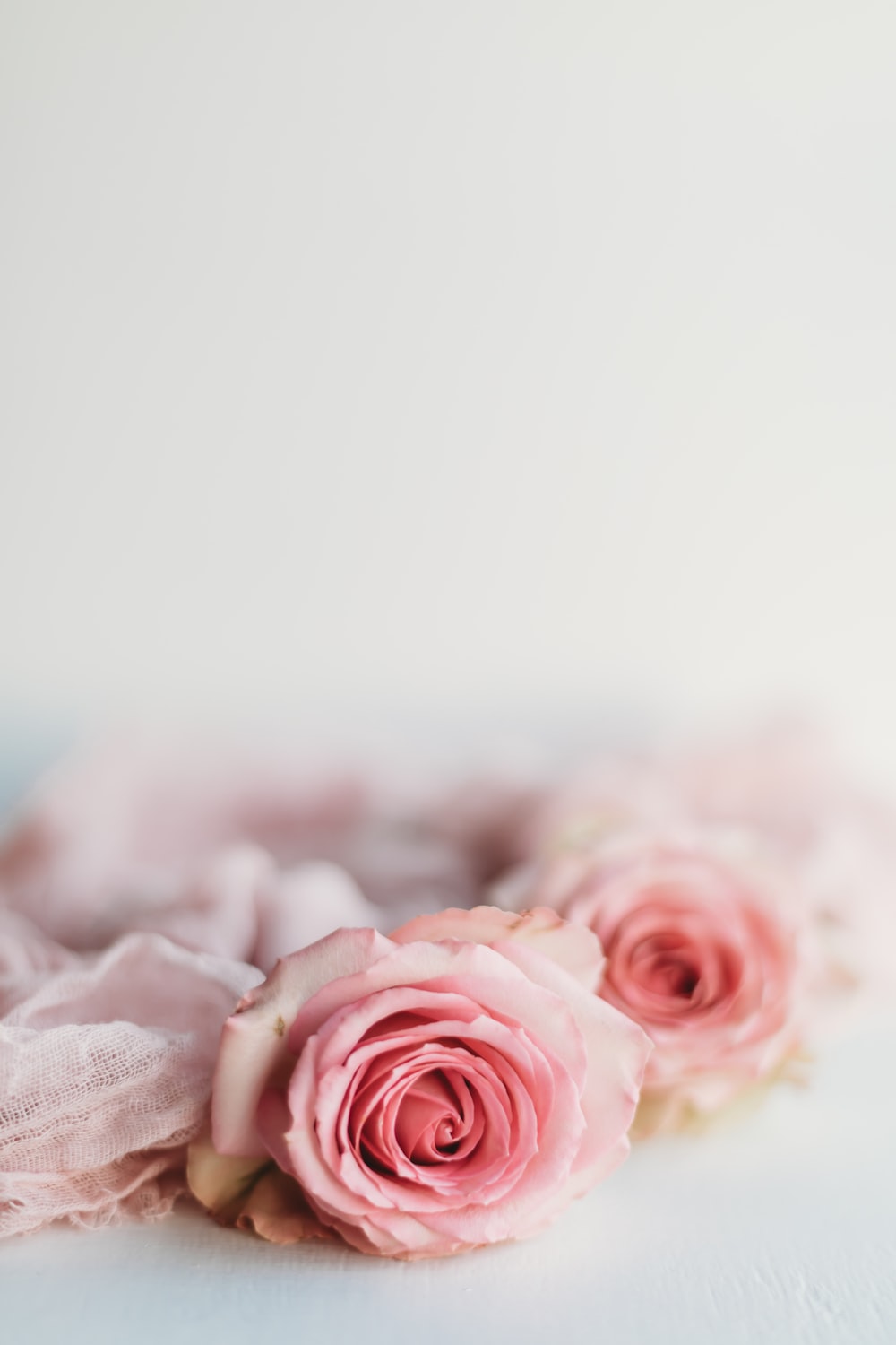 Pink Roses Picture. Download Free Image