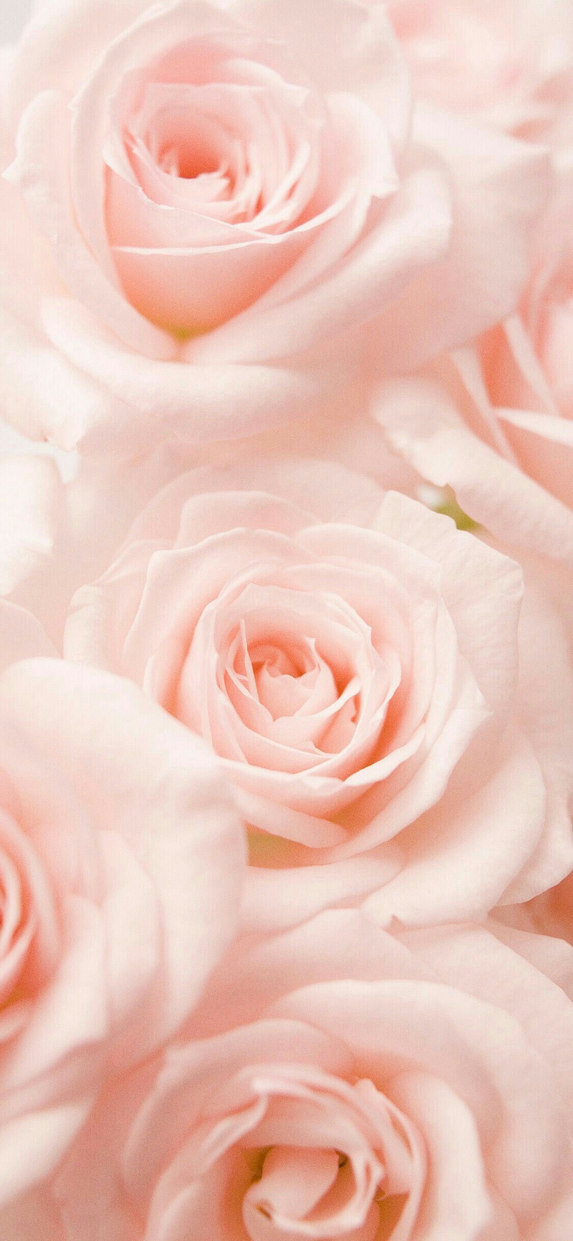 Pastel Pink Flower iPhone Wallpaper Free Pastel Pink Flower iPhone Background