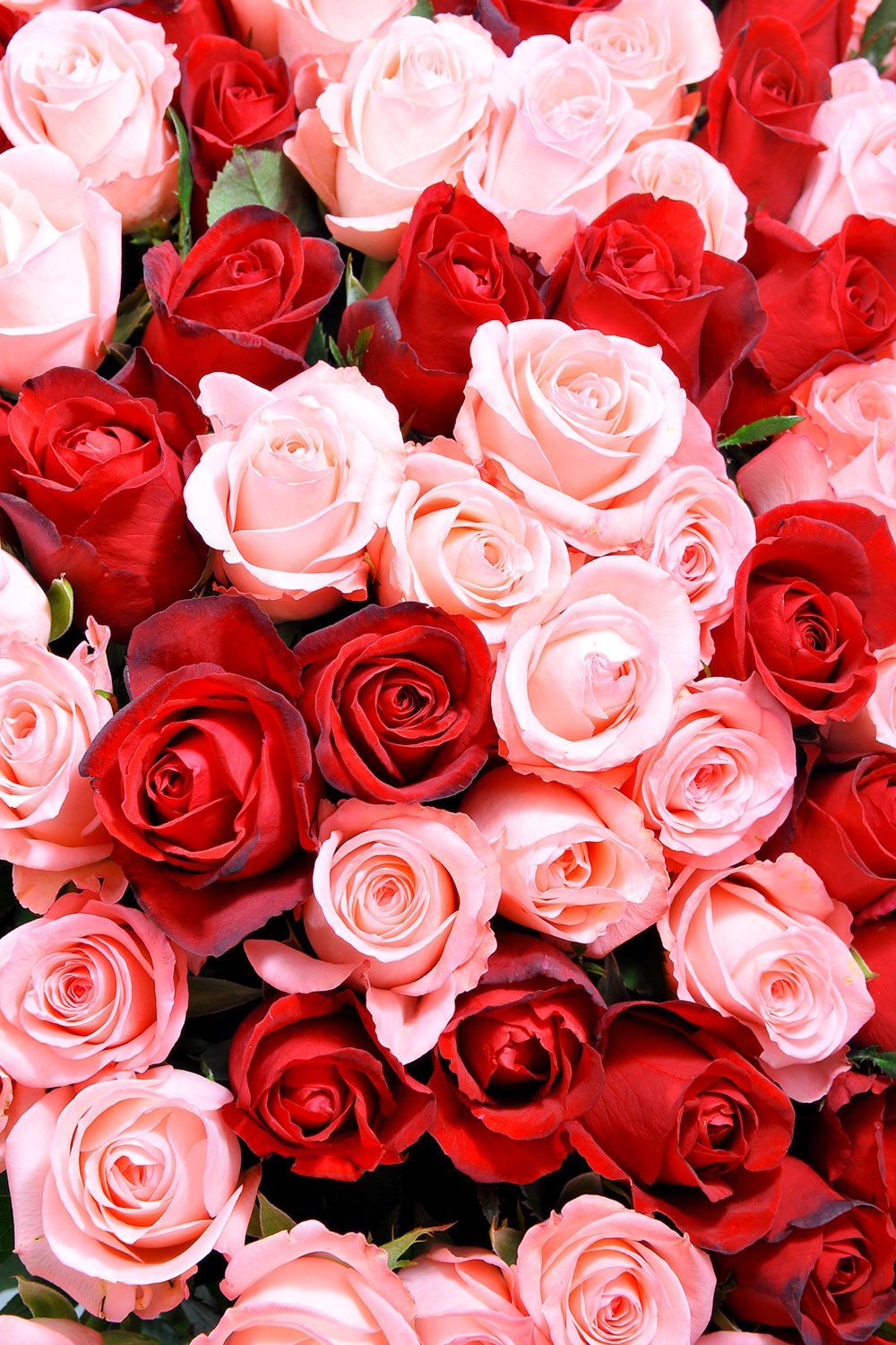 Red and Pink Roses Wallpaper Free Red and Pink Roses Background