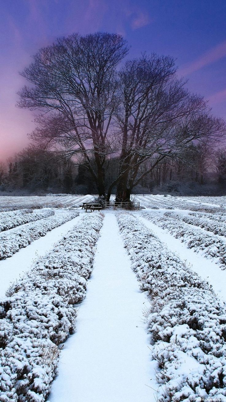 Tree Winter Field Evening Snow. Winter wallpaper, Free winter wallpaper, iPhone wallpaper winter