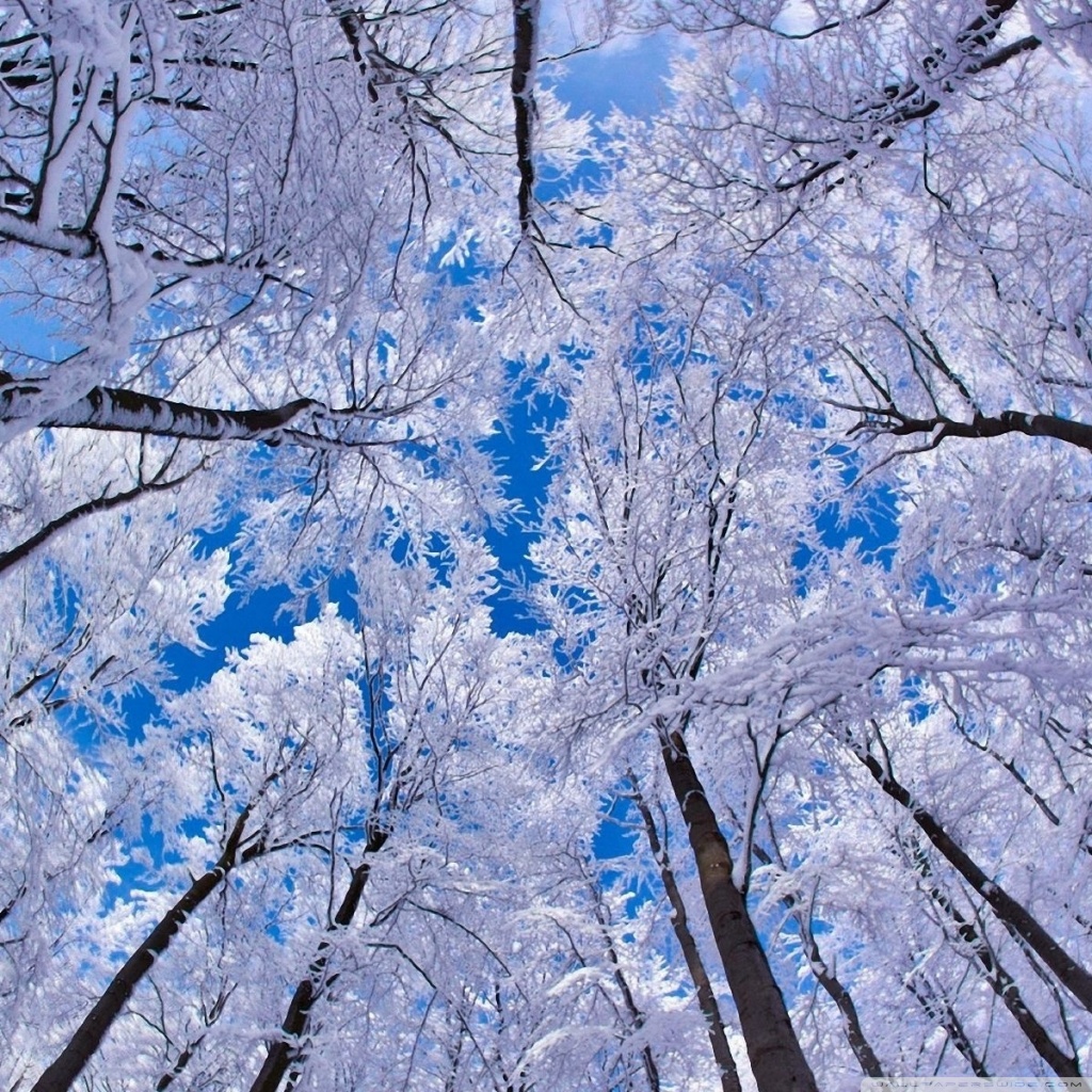 Looking Up Through Trees, Winter Ultra HD Desktop Background Wallpaper for 4K UHD TV, Tablet