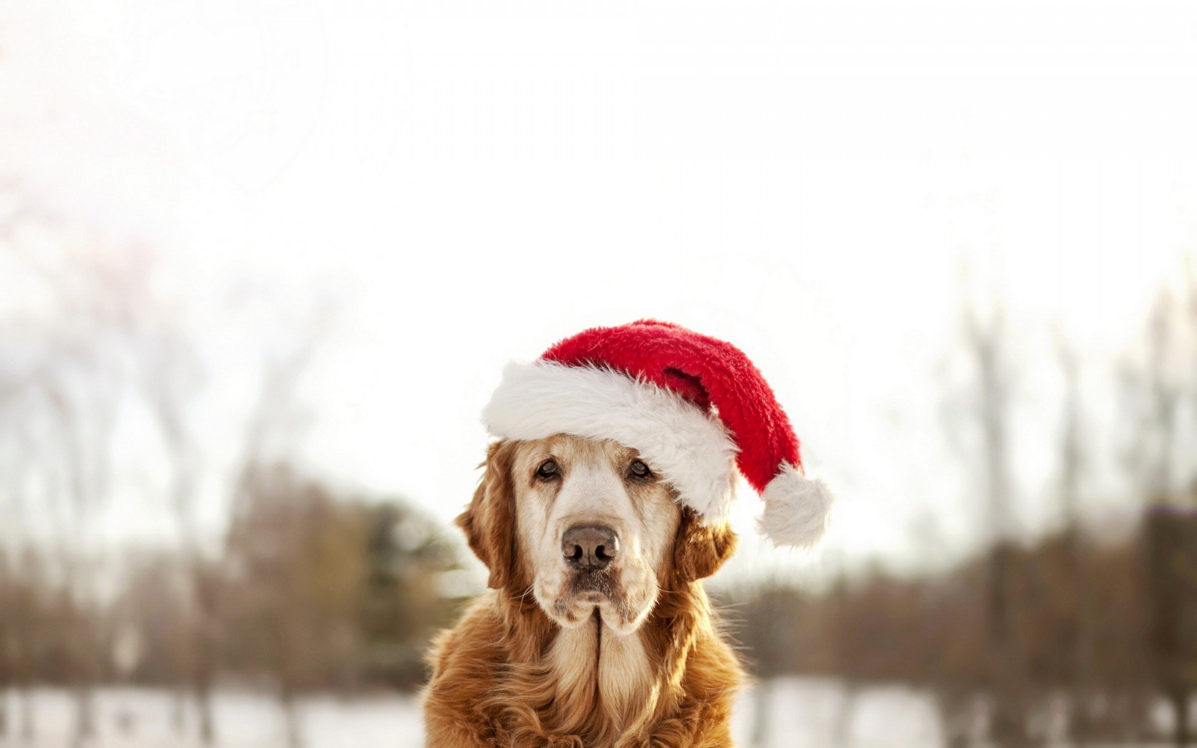 Dog Winter Christmas New Year wallpaperx1050