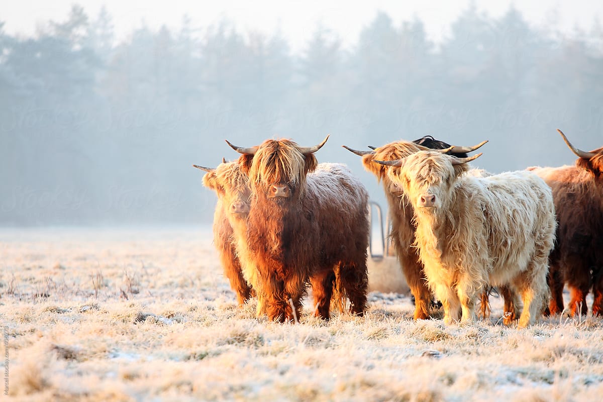 Highland Cow Wallpaper FREE Picture