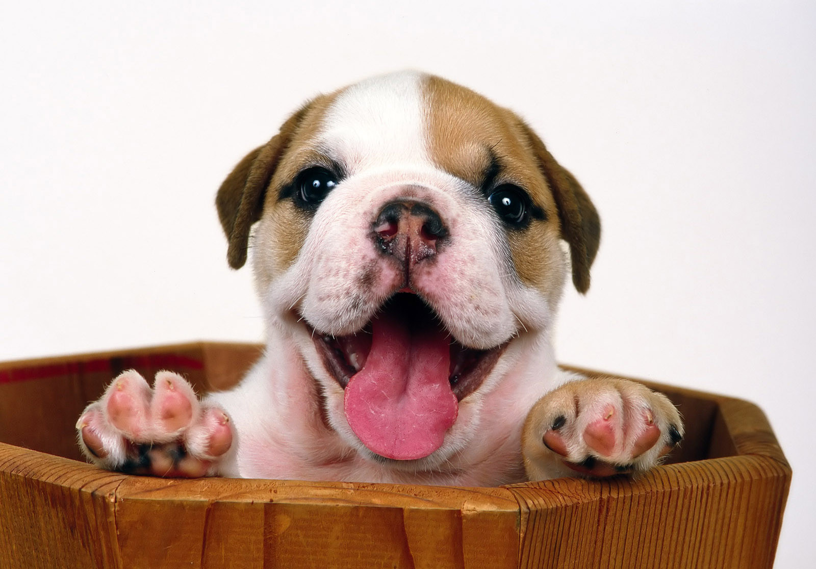 Wallpaper, dogs, snout, dog like mammal, dog breed group, carnivoran, dog crossbreeds, dog breed, old english bulldog, doggy, puppy love, american bulldog, olde english bulldogge, british bulldogs, toy bulldog, australian bulldog