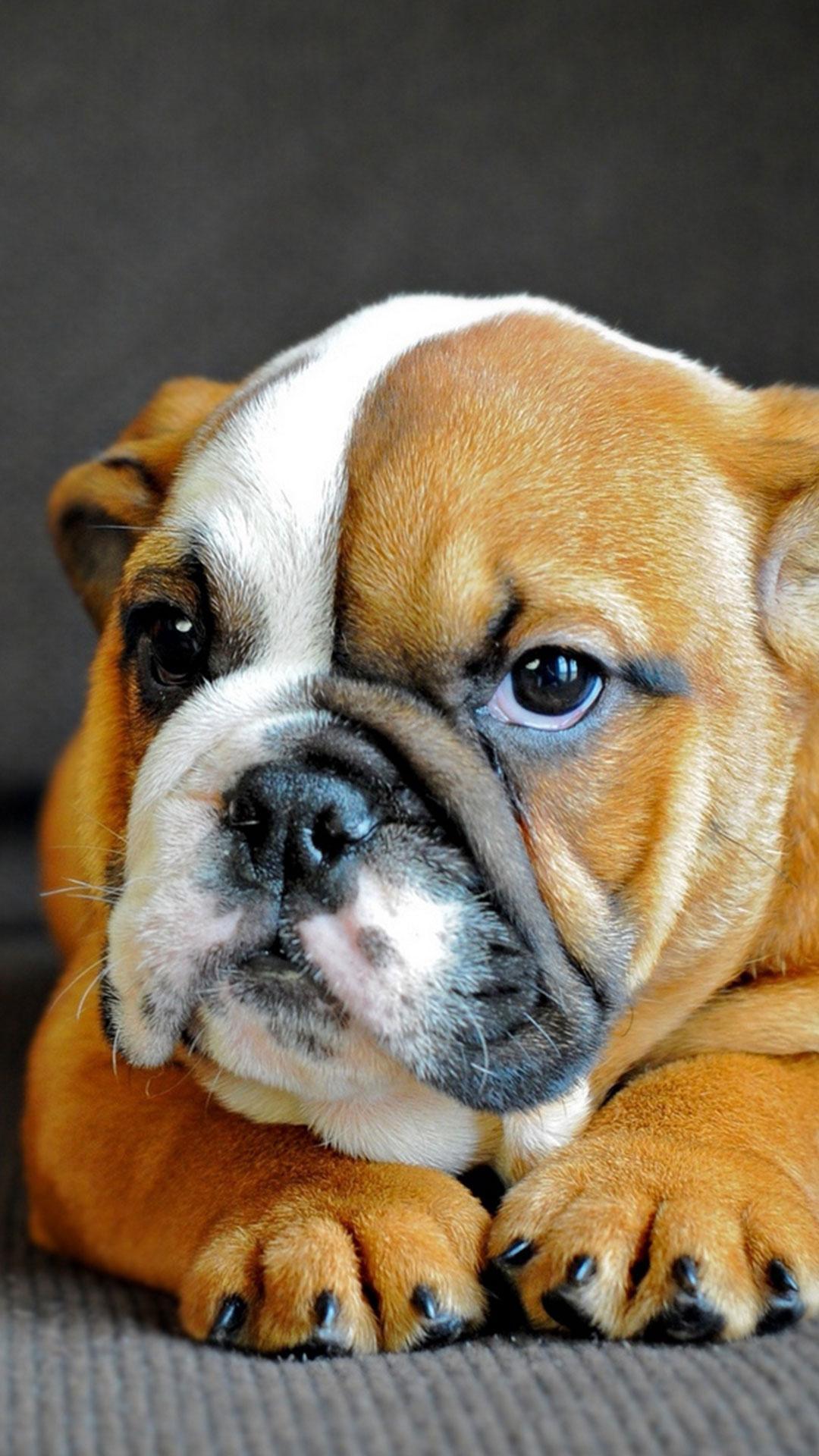 Bulldog Wallpaper for Android