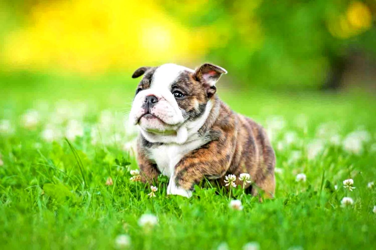 English Bulldog Wallpaper HD
