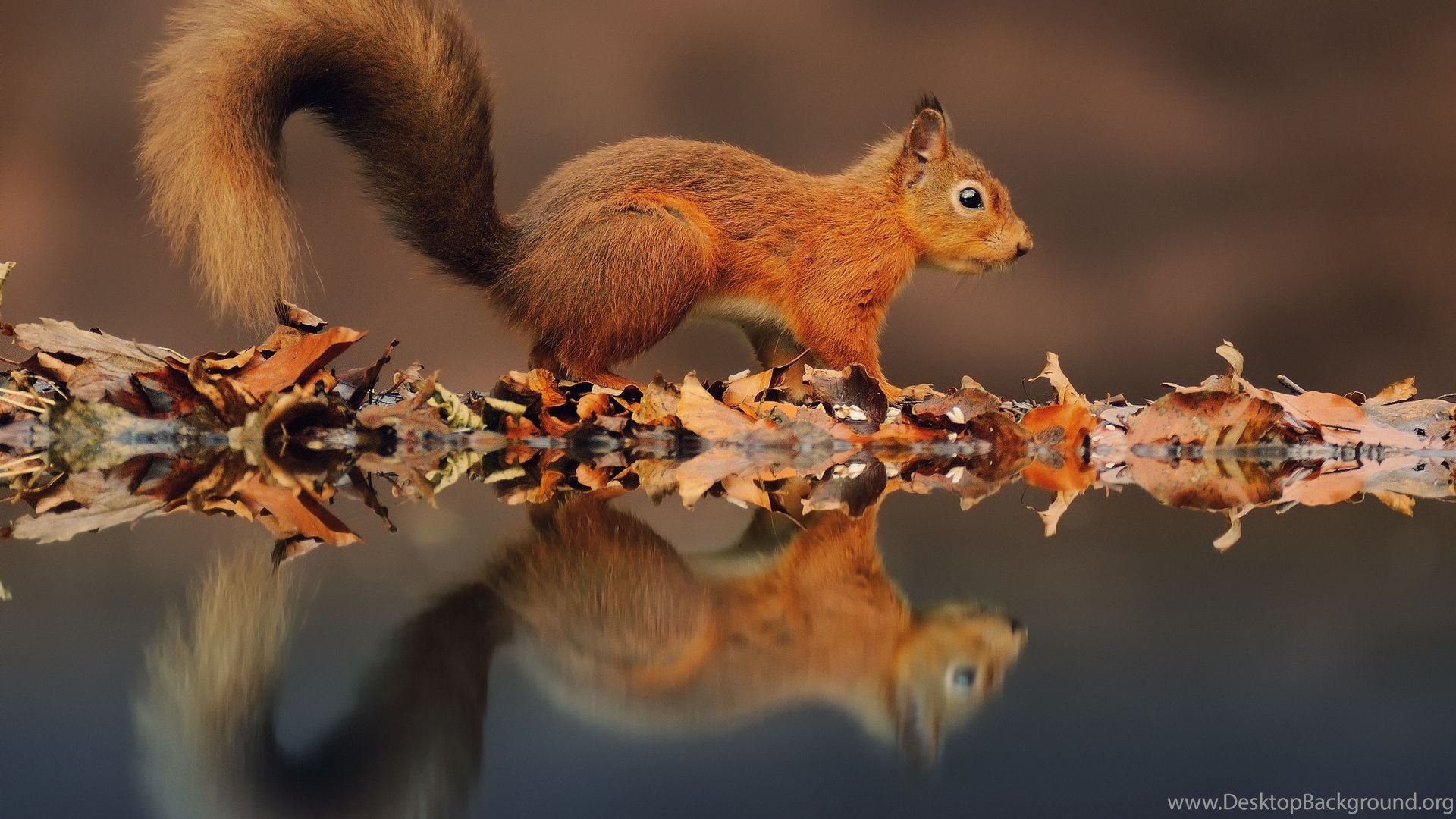Beautiful Baby Squirrel 1080p HD Wallpaper For Desktop Desktop Background