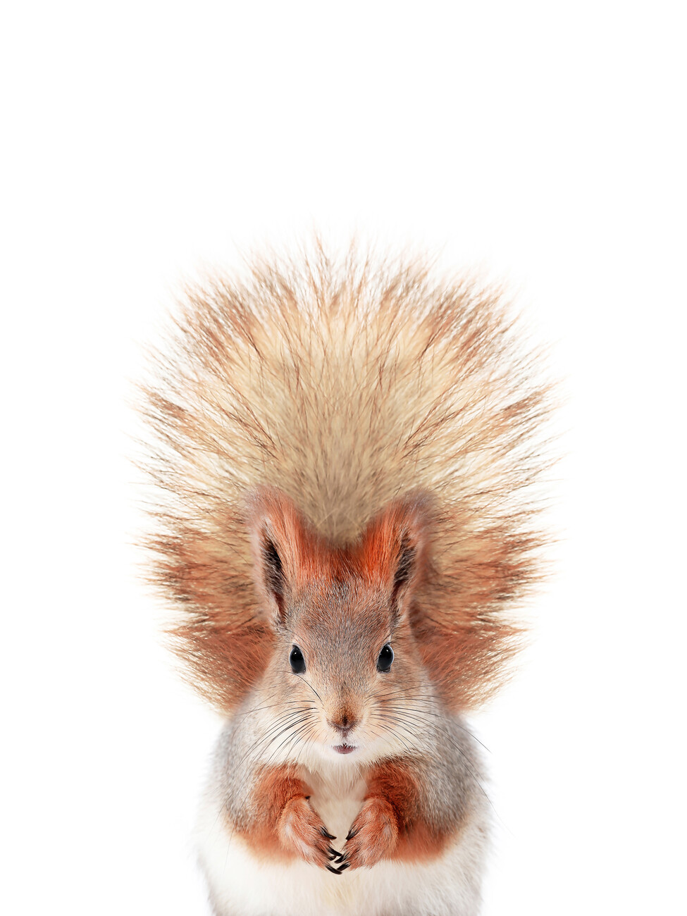 Baby Squirrel. Posters, Art Prints, Wall Murals. +250 000 motifs