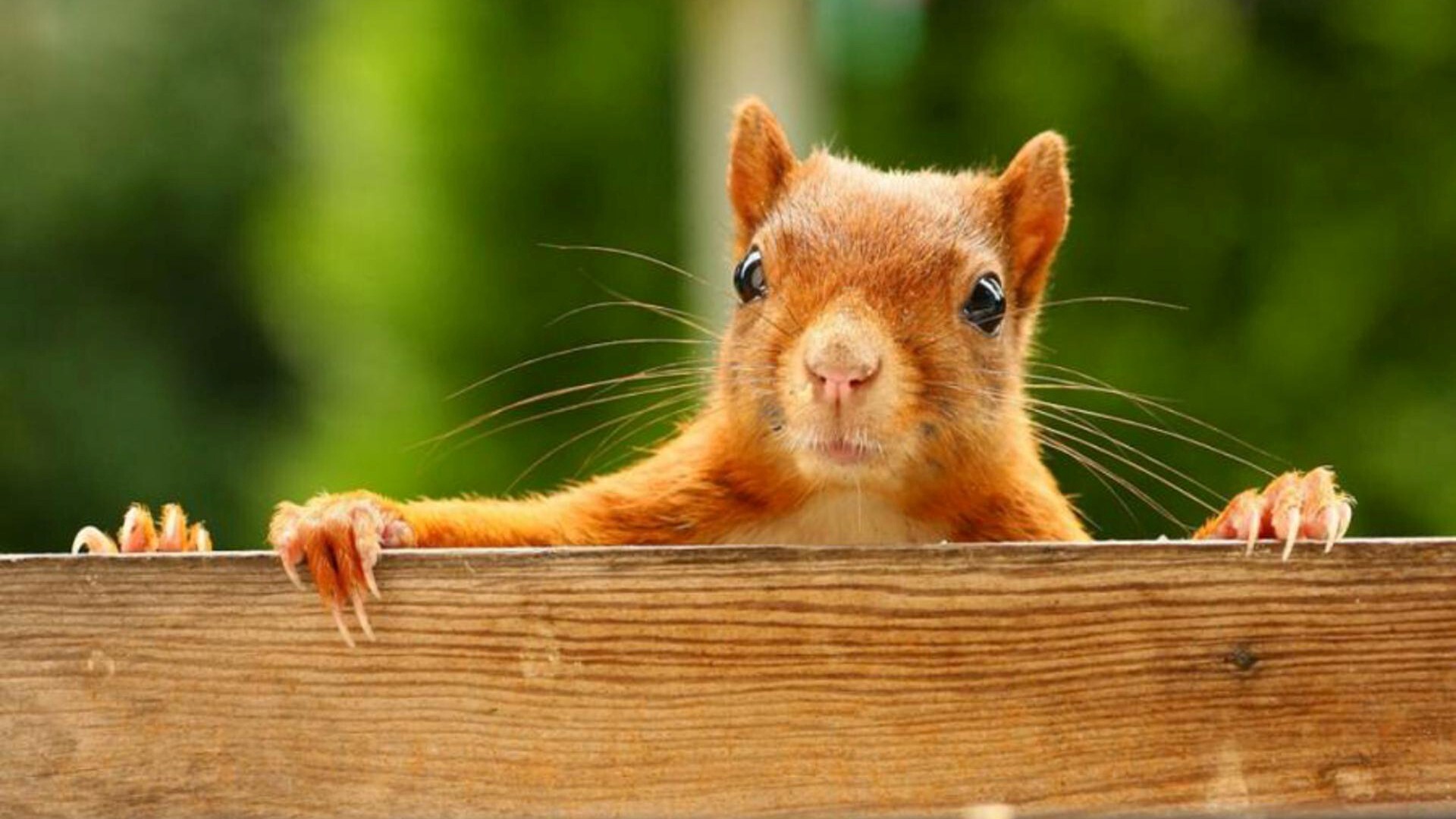 Squirrel HD Wallpaper
