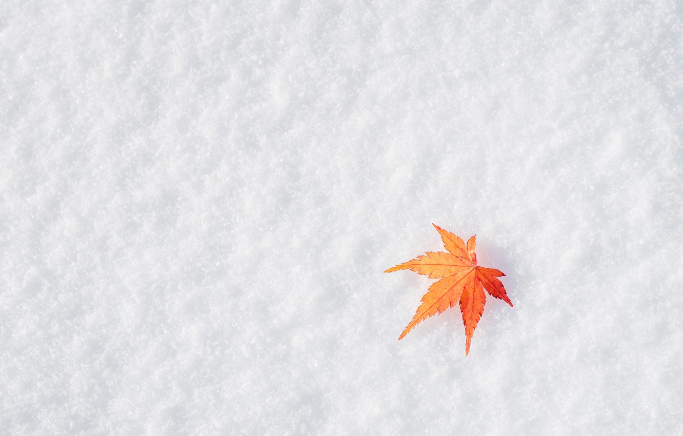 Wallpaper winter, autumn, leaves, snow, maple, winter, background, autumn, snow, leaves, maple image for desktop, section текстуры