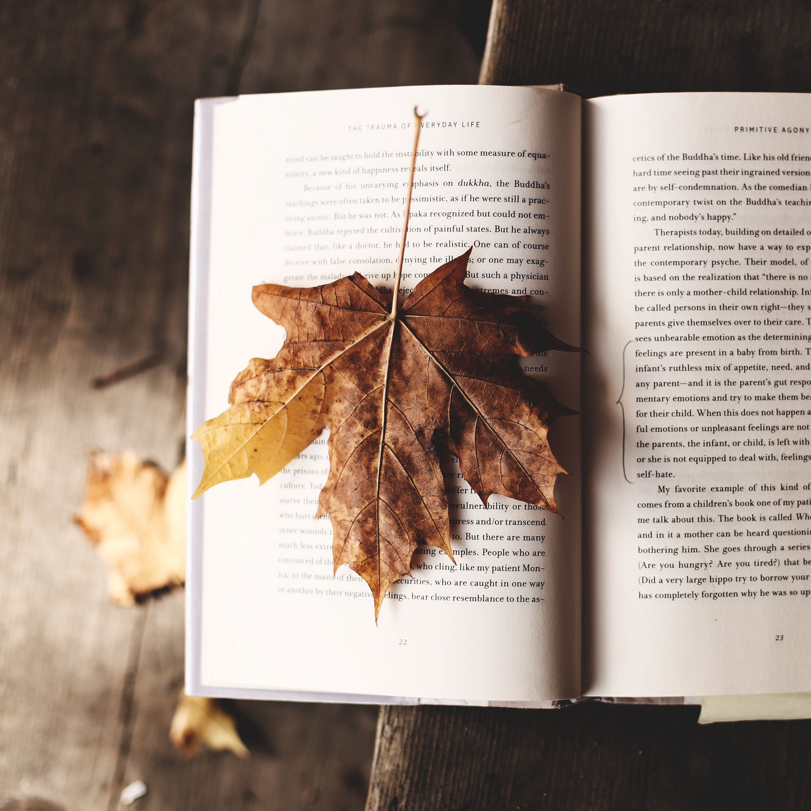 Download wallpaper 2780x2780 book, maple, leaf, autumn ipad air, ipad air 2, ipad 3, ipad 4, ipad mini 2, ipad mini 3, ipad mini 4, ipad pro 9.7 for parallax HD background