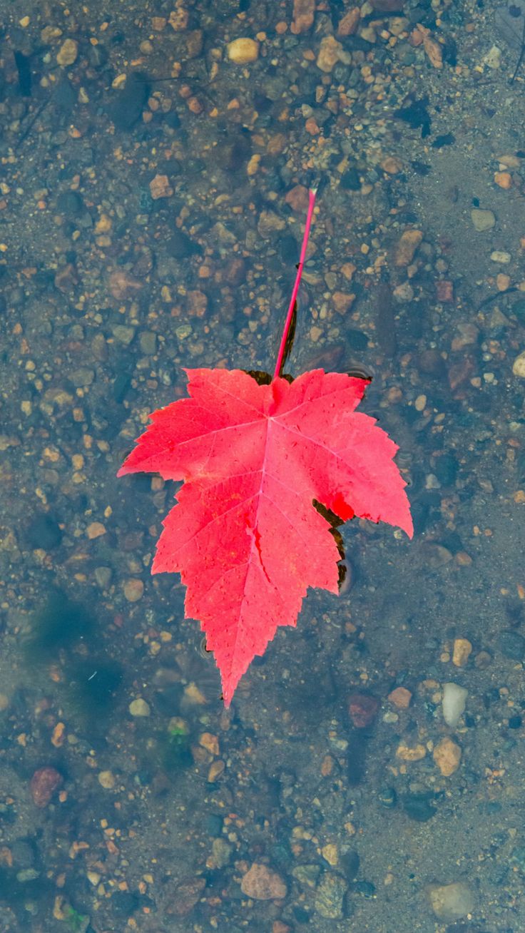 Maple Leaf Floating On Water Fall Winter 4K Ultra HD Mobile Wallpaper. iPhone wallpaper , 4k wallpaper iphone, HD wallpaper for mobile